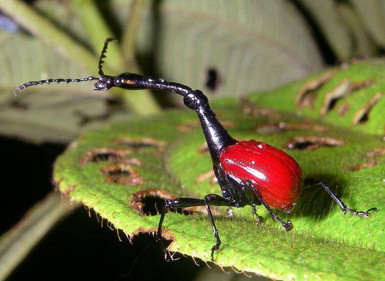Трубковерт – жук с уникальными способностями