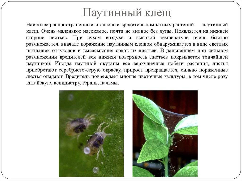 Паутинный клещ на комнатных растениях: фото, описание, чем опасен, эффективные средства борьбы