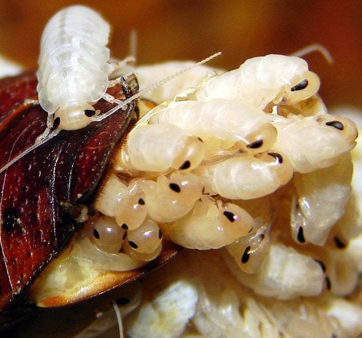 Личинки тараканов как выглядят и как избавиться