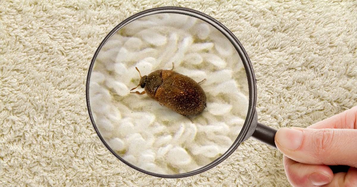 Как избавиться от жука-кожееда в квартире