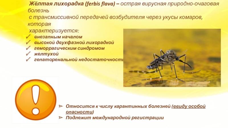 Передается ли гепатит через укус комара – всё о болезнях печени