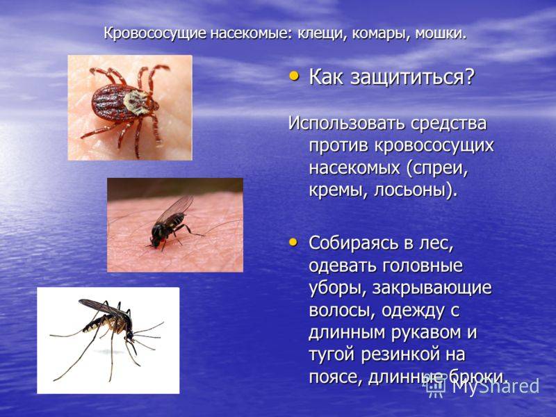 Гнус - комары, мошки, мокрецы, слепни