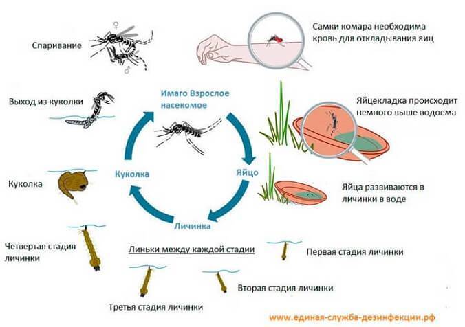 Строение комара: описание, особенности, жизненный цикл, размножение