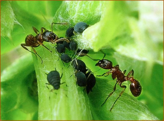 Борьба с тлей. методы борьбы с муравьями и тлей на дачном участке | огородники