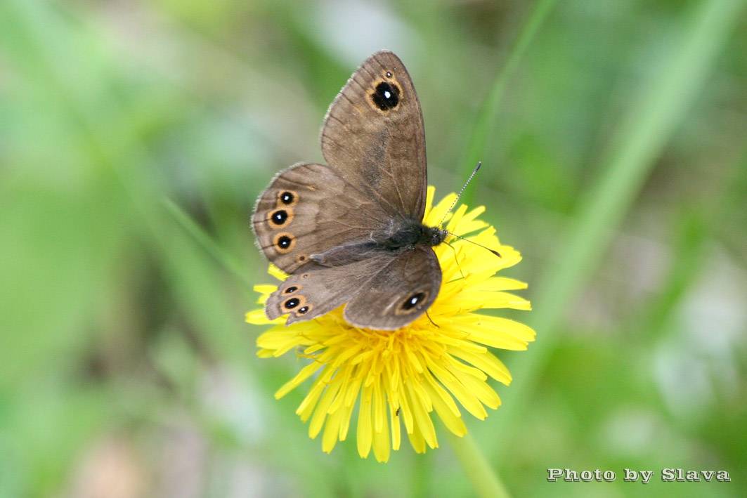Бабочка бархатница (фото): дриада, воловий глаз, глазок цветочный,  краеглазка ахина