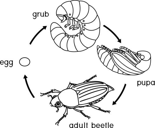 Givotinki.ru. виды майских жуков: образ жизни, особенности строения