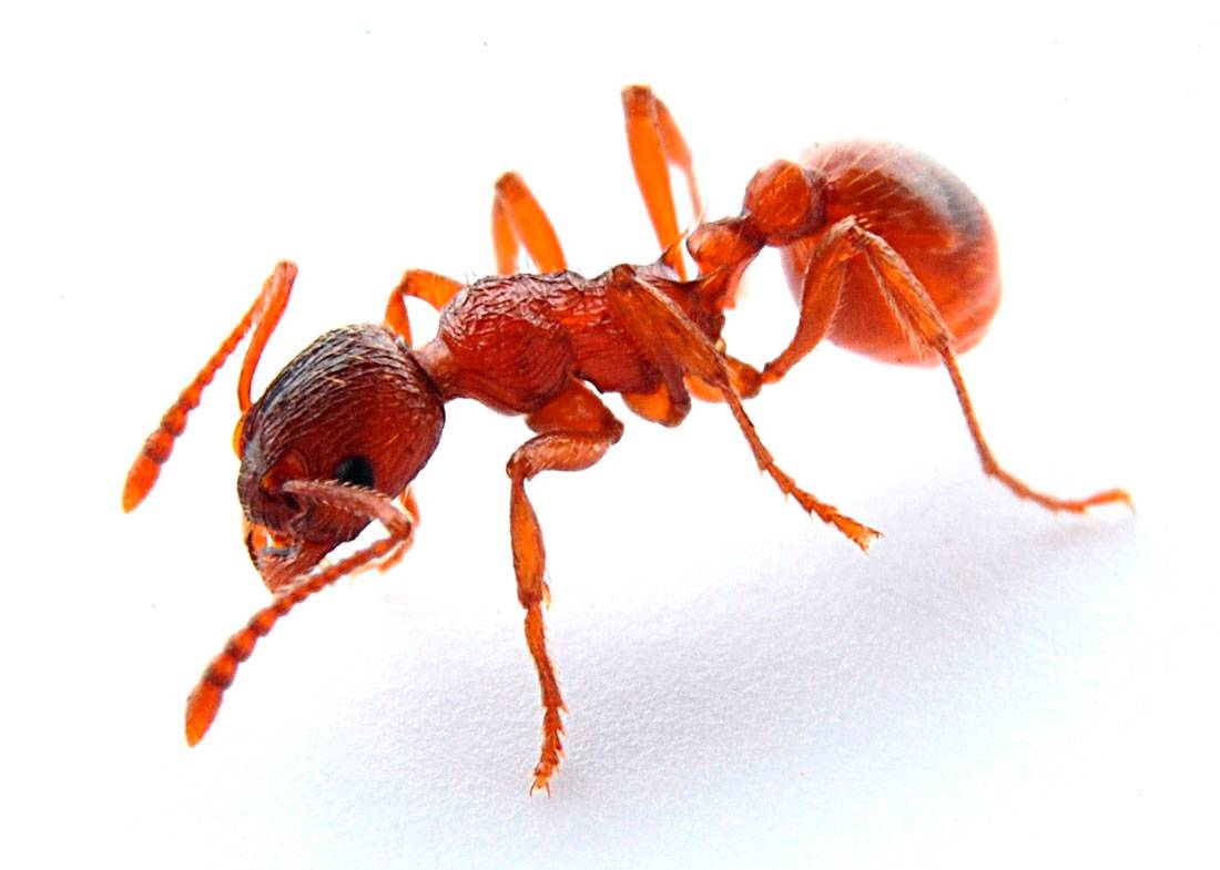 Красные огненные муравьи: внешний вид, образ жизни и среда обитания