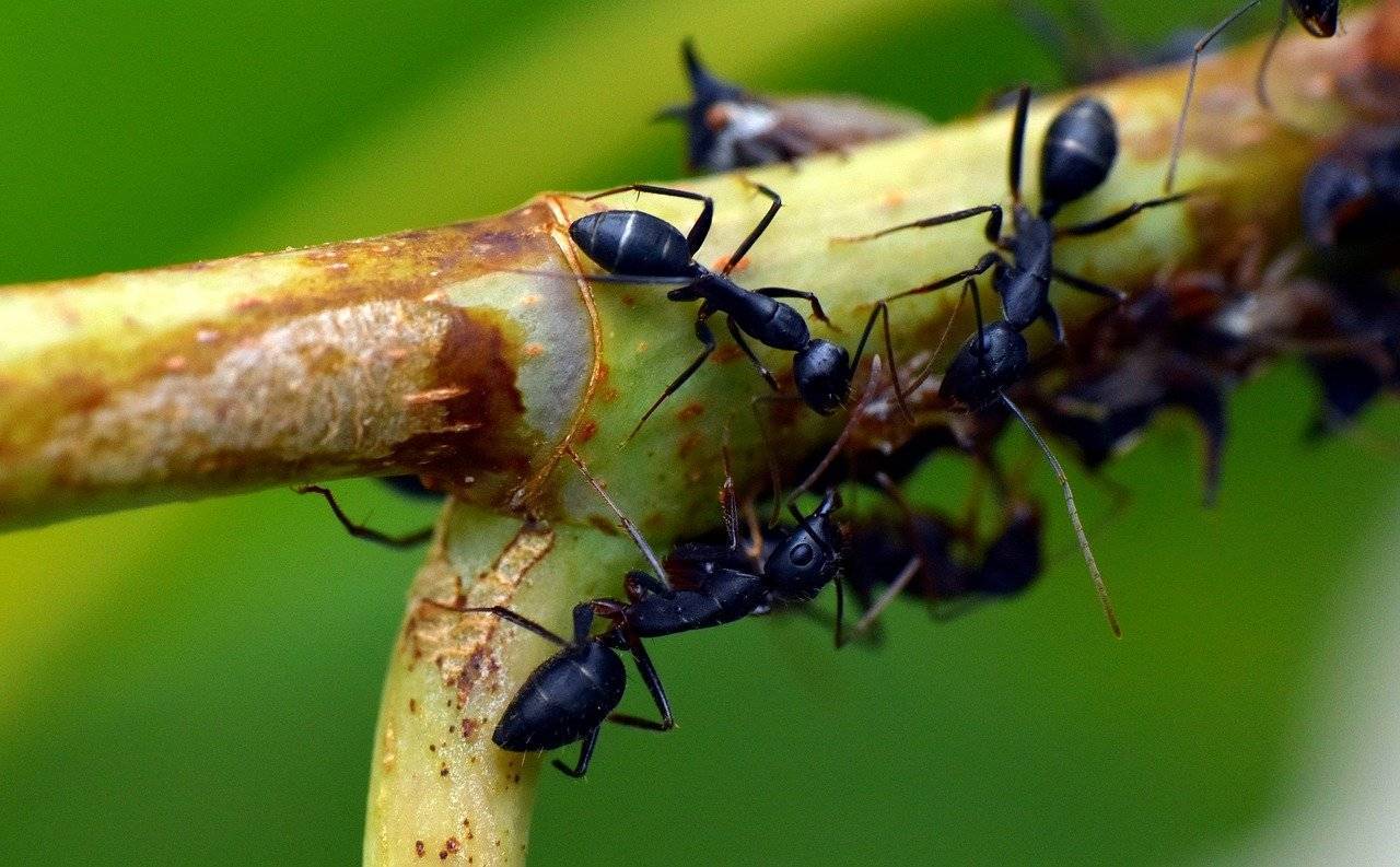 Маленькие прозрачные муравьи в квартире как избавиться от них?