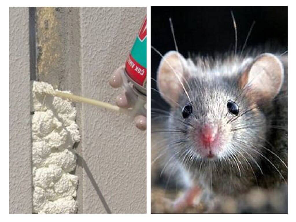 Как выбрать утеплитель, который не грызут мыши и крысы?