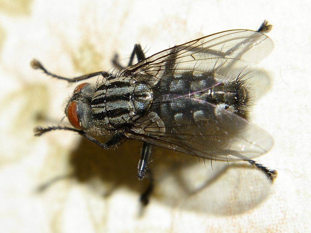 Синяя муха – фото и описание