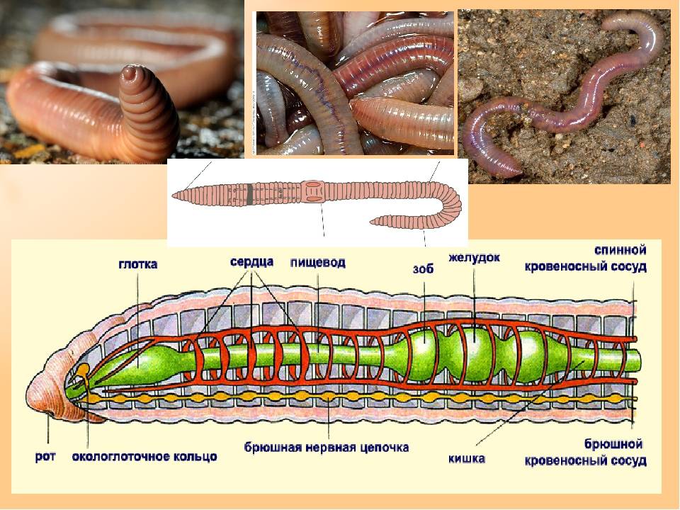 Дождевой червь это какой червь. Схема внешнего строения дождевого червя. Строение кольчатых червей ЕГЭ. Кольчатые черви строение тела. Малощетинковые кольчатые черви строение.