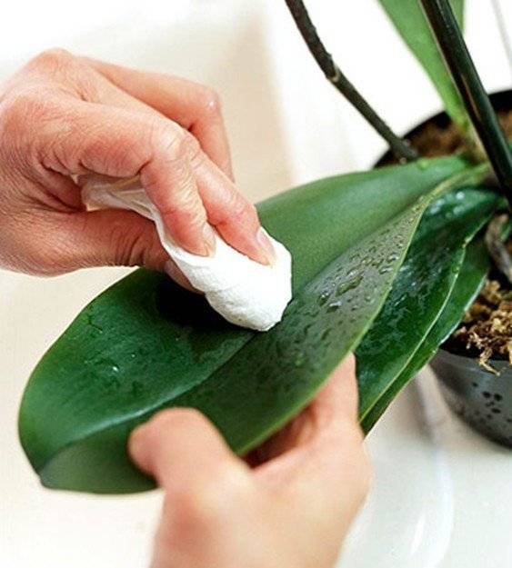 Мучнистый червец на орхидее: способы борьбы с вредителем растений