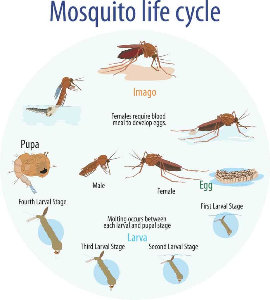 Что представляют комары-звонцы (дергуны) и опасен ли насекомый