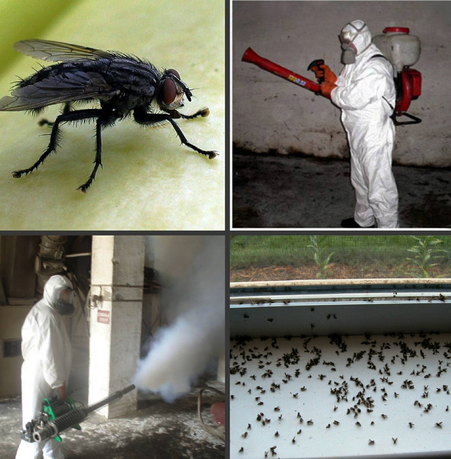 Обработка участка от комаров и мошек: лучшие средства от насекомых