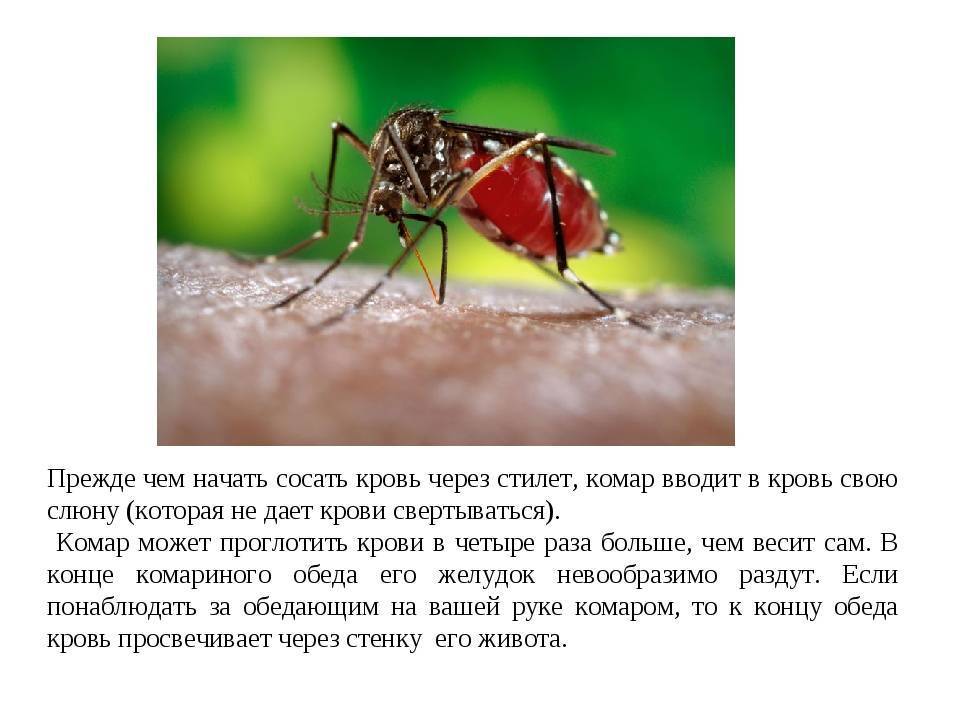 Живого места нет: как бороться с небывалым нашествием комаров // нтв.ru