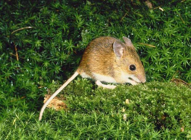 Виды мышей: лесные и полевые, желтогорлая, вред на даче русский фермер