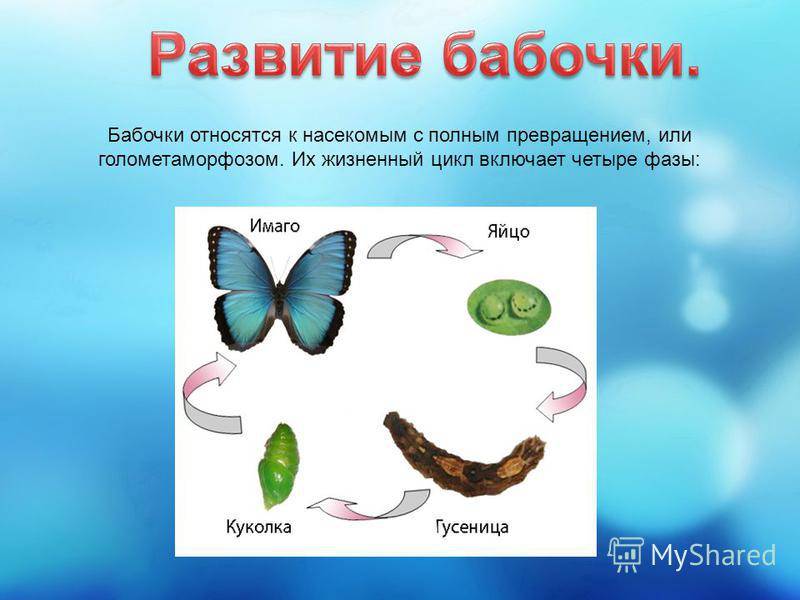 Как гусеница становится бабочкой