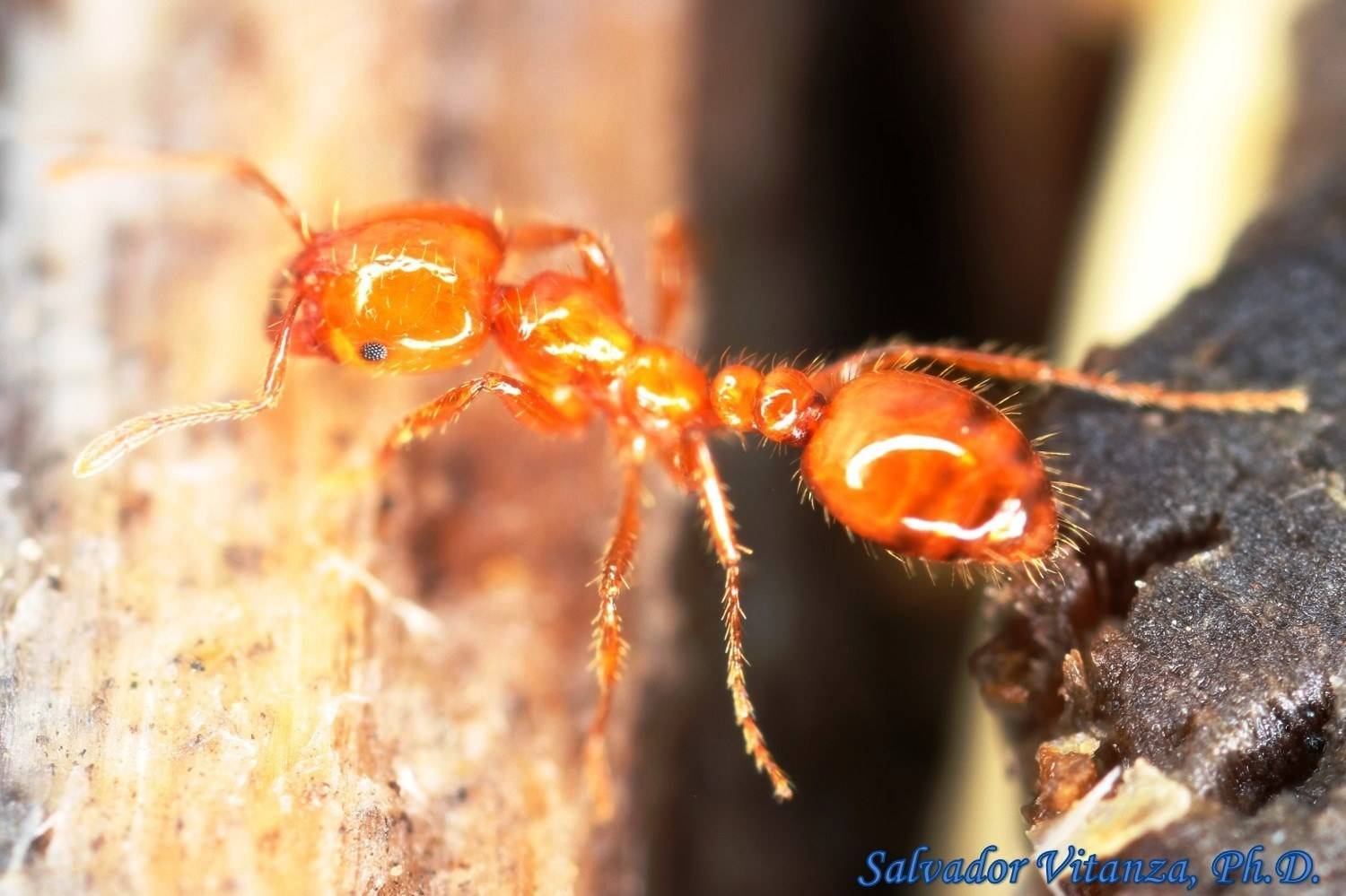 Огненные муравьи. красные или огненные муравьи-жнецы. мухи-горбатки в борьбе с огненными муравьями