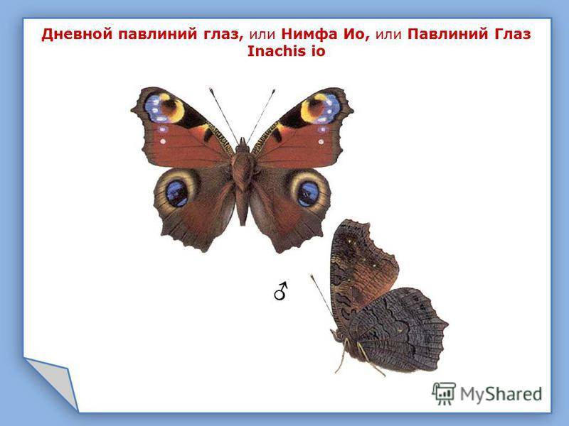 Павлиний глаз бабочка. образ жизни и среда обитания бабочки павлиний глаз | живность.ру