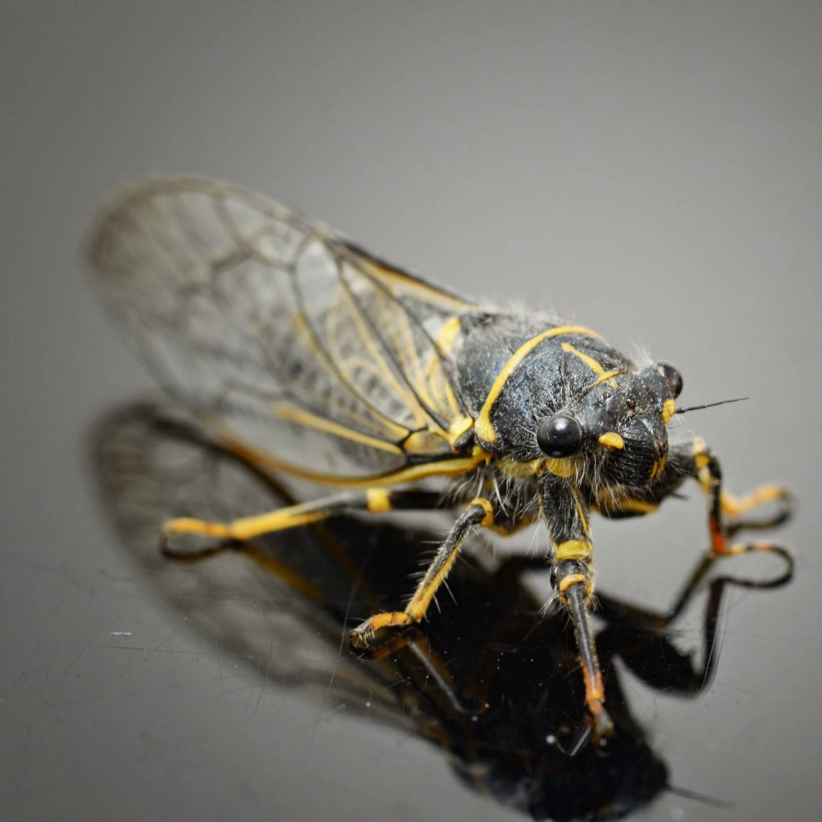 Цикада насекомое звук. насекомое цикада: поющий вредитель огородов и полей. на фото певчая цикада