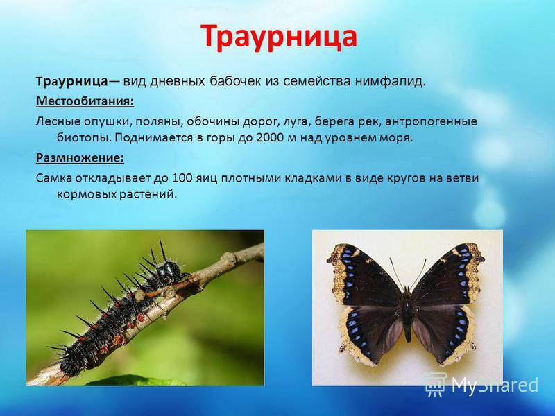 Бабочка - фото и видео яркого представителя мира насекомых. описание, виды, жизненный цикл