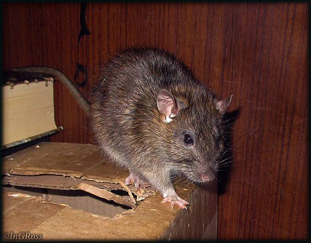 Сколько лет живут крысы: домашние и дикие грызуны