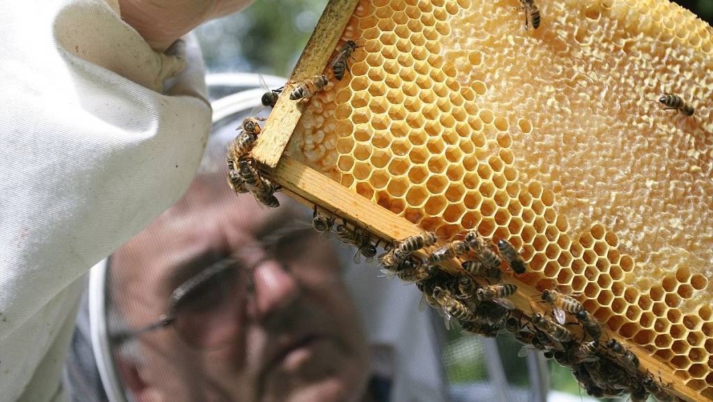 Как пчелы собирают мед: описание, интересные факты