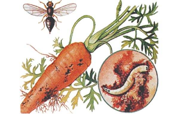 Морковная муха – как с ней бороться. профилактика, препараты и народные средства