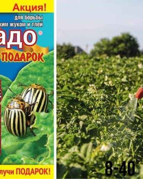 Колорадский жук на картофеле: как бороться - огородные дела