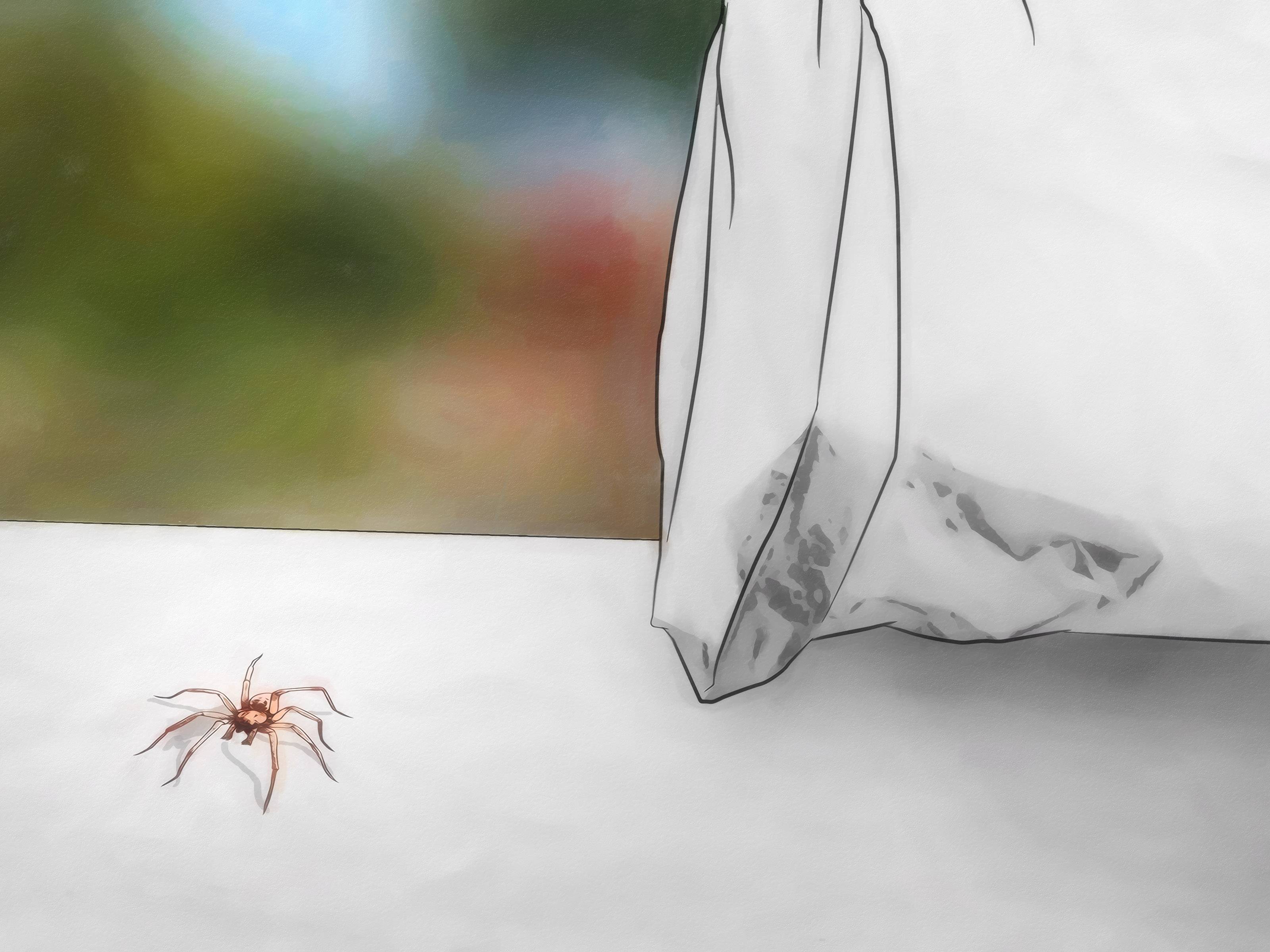 Как избавиться в доме от пауков доступными средствами – 11 способов