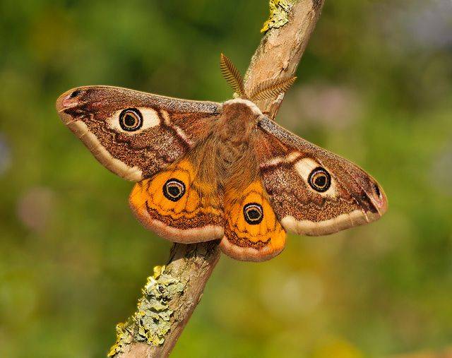 Павлиний глаз бабочка. образ жизни и среда обитания бабочки павлиний глаз | животный мир