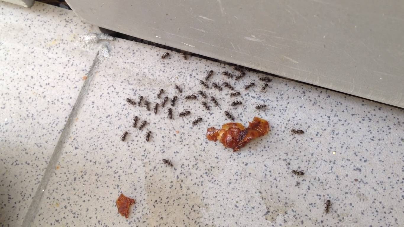 Черный муравей: как избавиться от надоедливых букашек дома или в квартире? русский фермер
