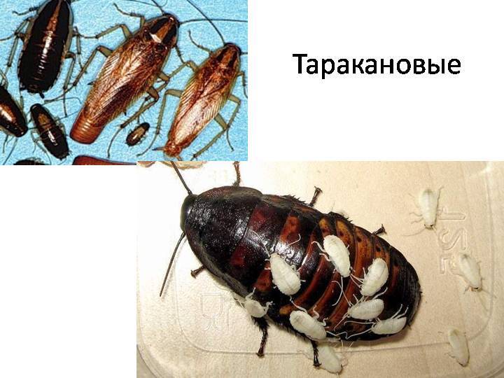 Виды и разновидности домашних тараканов