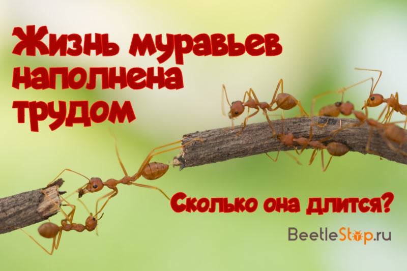 Сколько живут муравьи. продолжительность жизни муравьев