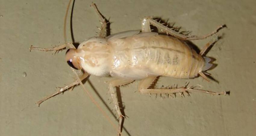Что из себя представляют белые тараканы?