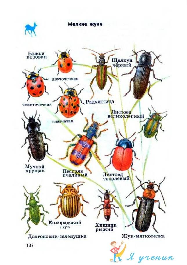 Алфавитный указатель видов насекомых