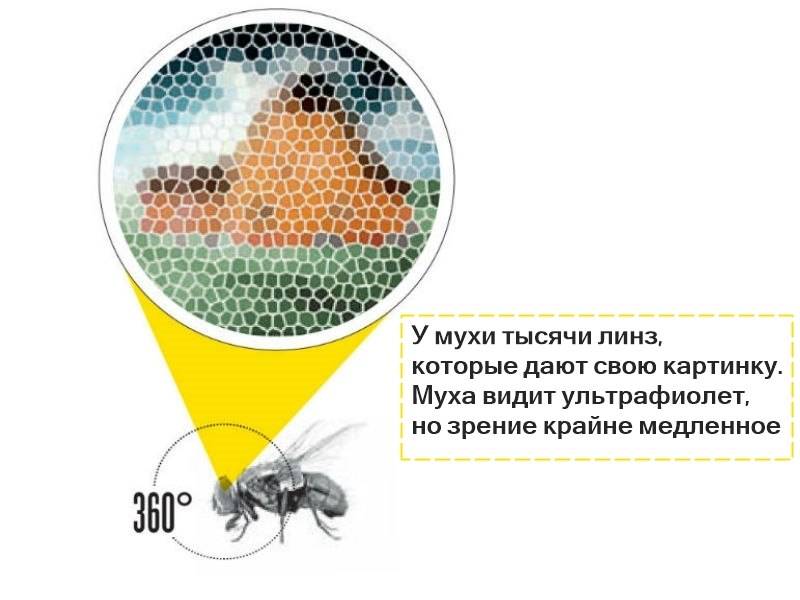 Сколько у мухи глаз и на что они способны: 100 кадров в секунду — правда или миф