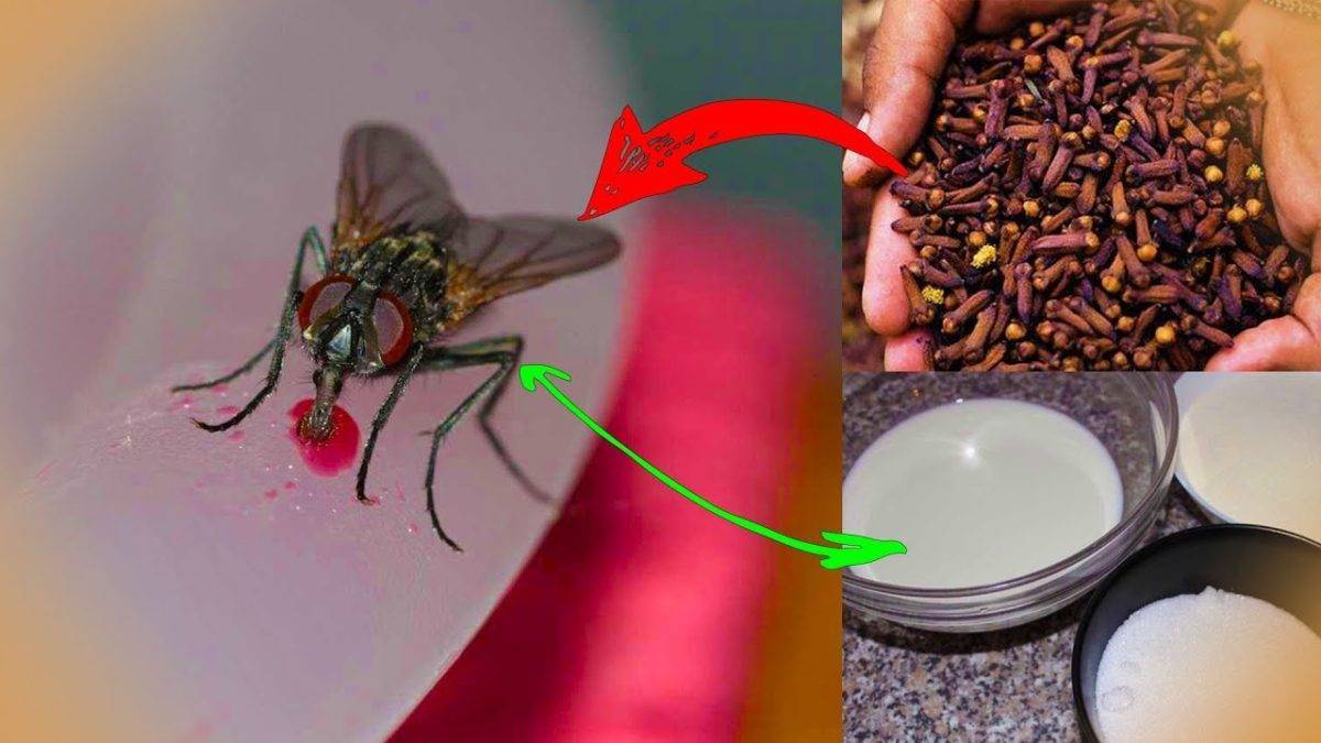 Как избавиться от мух: народные средства и бытовая химия