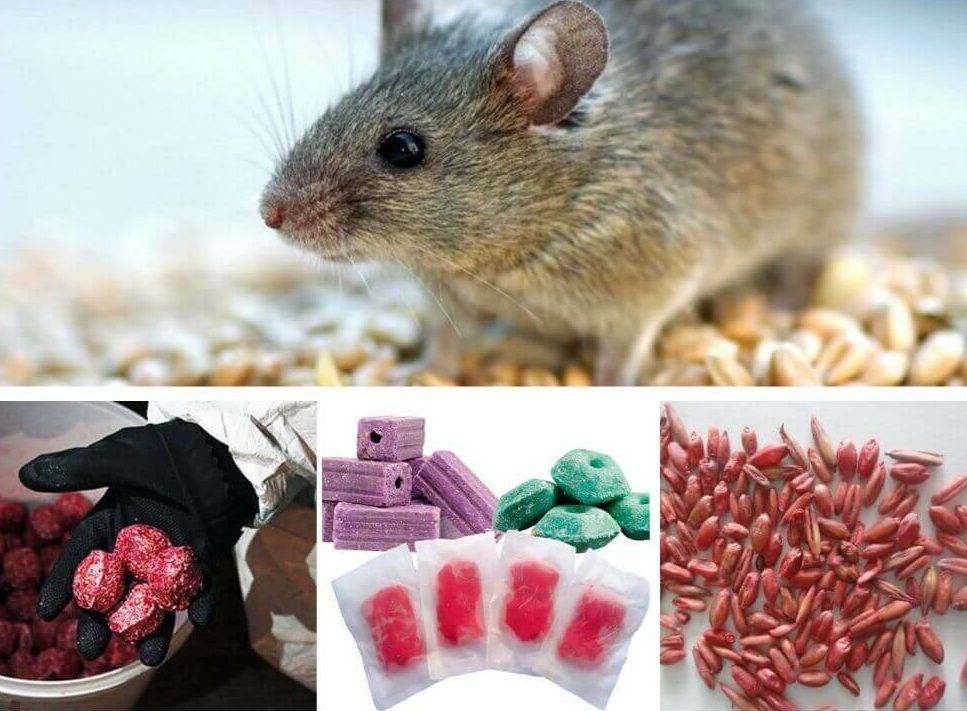 Чем травить крыс и мышей в домашних условиях и что лучше использовать для обработки