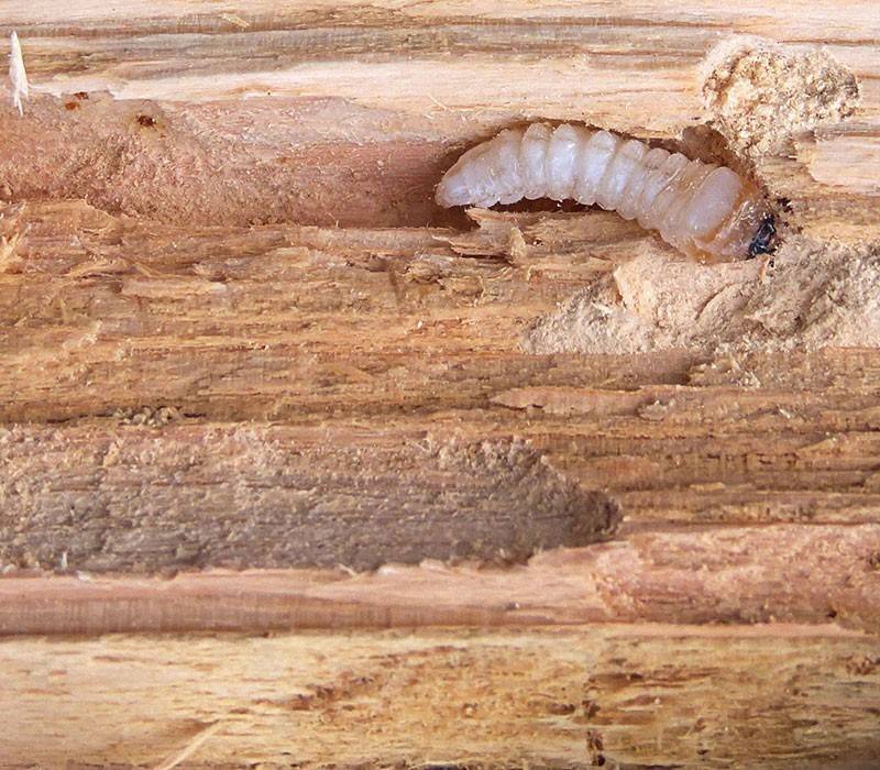 Как избавиться от шашеля в деревянном доме