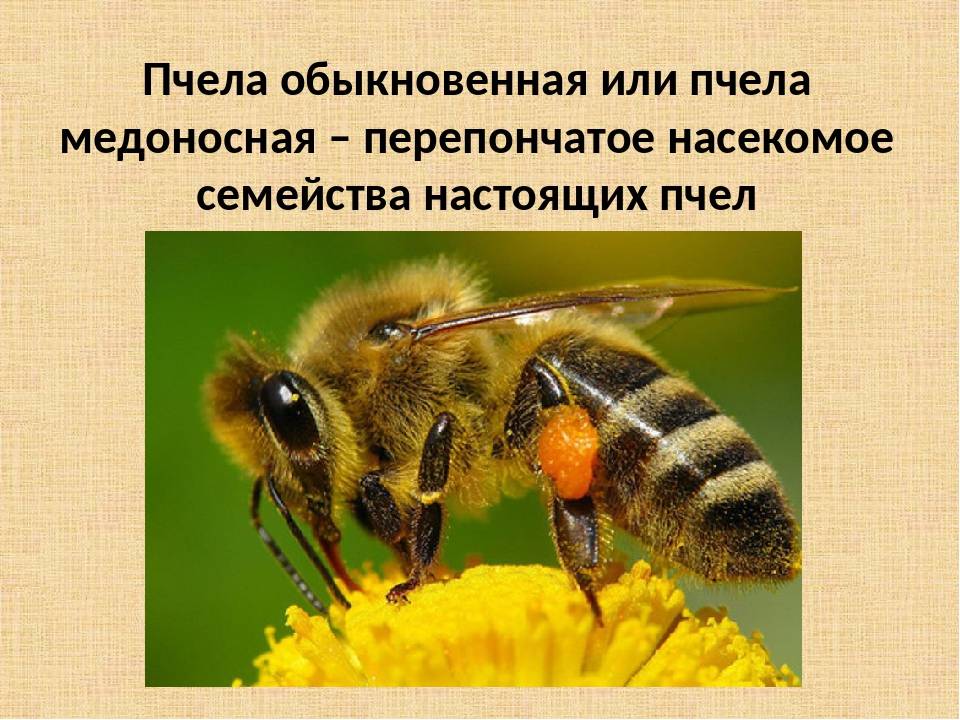 Медоносные пчелы. вид, строение тела и зрительная система