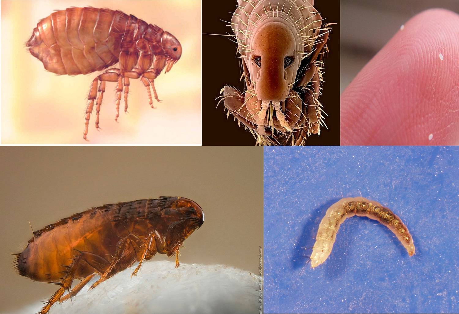 Как размножаются блохи и сколько живут, фото яиц и личинок / как избавится от насекомых в квартире
