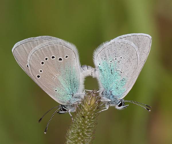 Бабочка голубянка: фото и описание видов, среда обитания, интересные факты