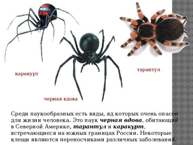 Паук крестовик. образ жизни и среда обитания паука крестовика | животный мир