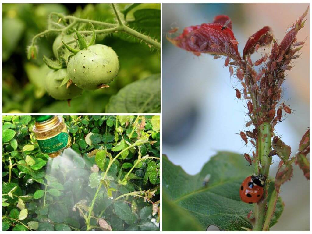 Тля на помидорах: как бороться с паразитами, чем опрыскать томаты, чтобы не было вреда урожаю