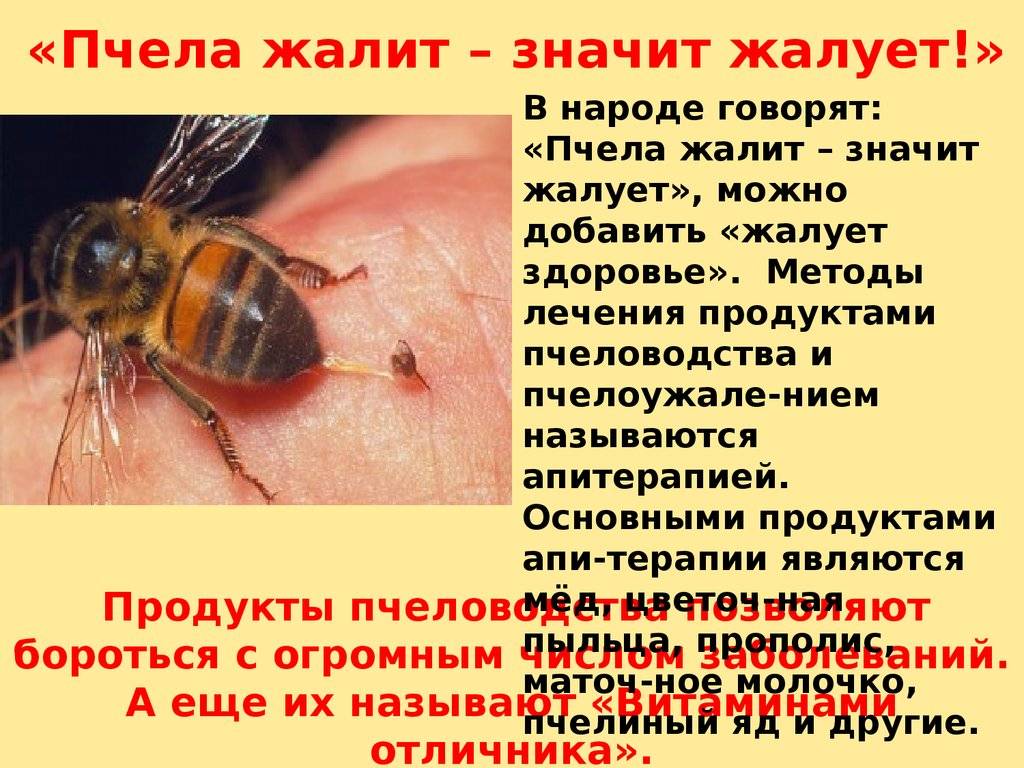Укус осы польза или вред — как он влияет на человека?