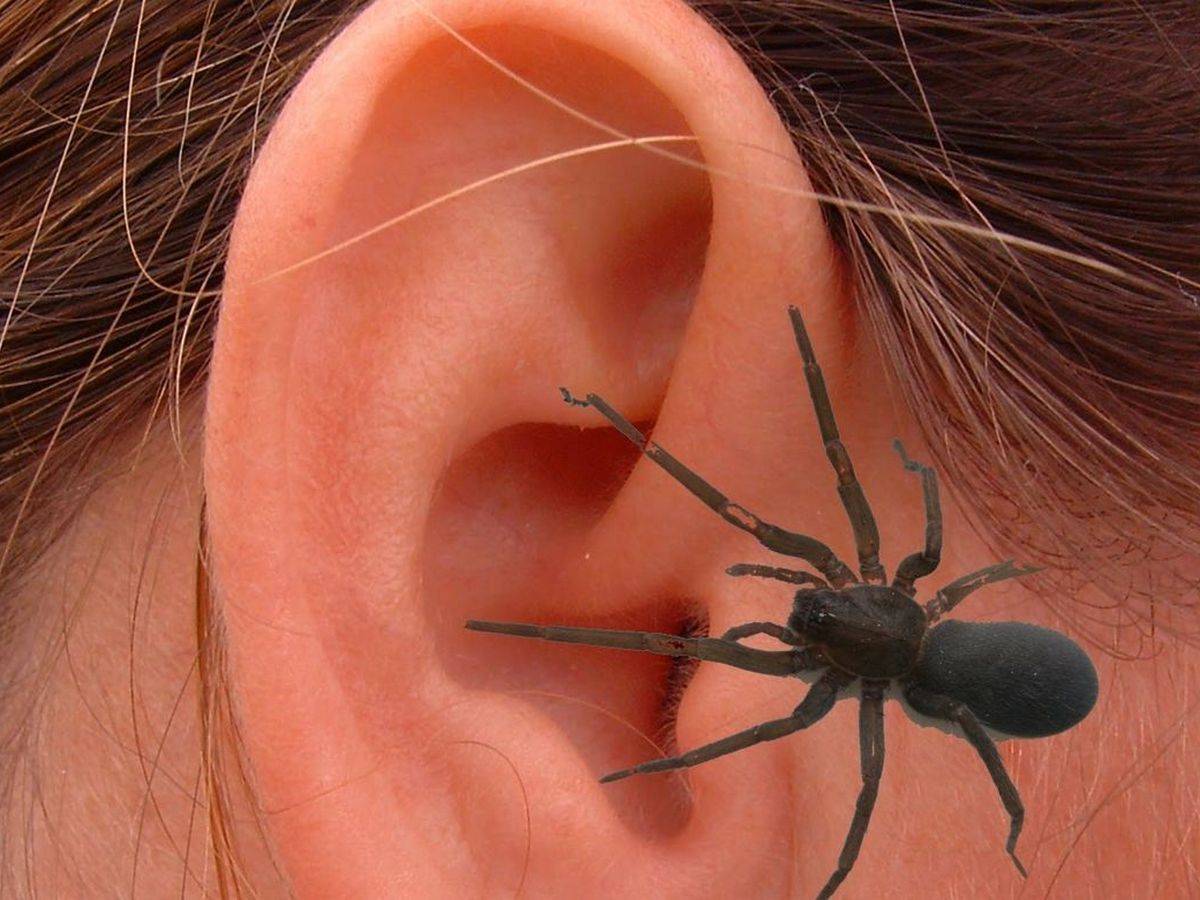 Как вытащить муху из уха в домашних условиях