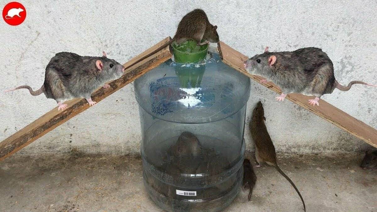 Как и чем ловить крысу в доме?