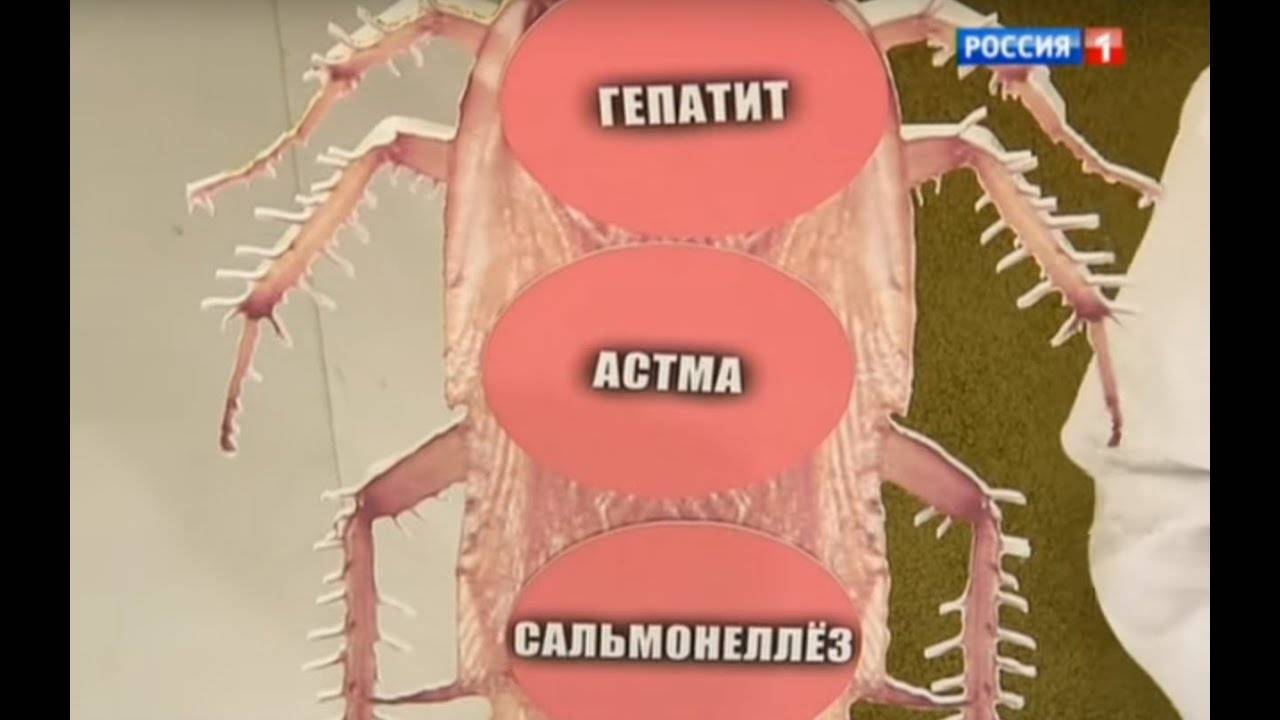 Какой вред наносят тараканы человеку: какие инфекции и болезни переносят
