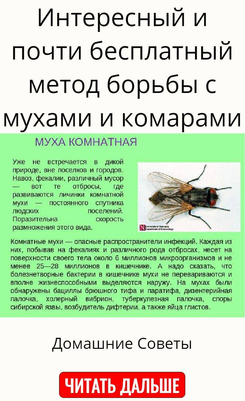Зачем нужны мухи и комары